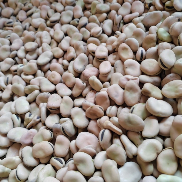 蚕豆，干蚕豆，850粒，
