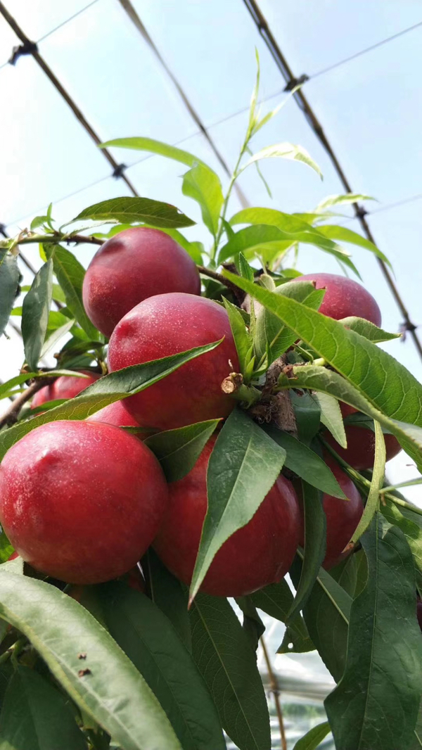 山西油桃水蜜桃大量上市商超供货，外贸出口运城万安镇