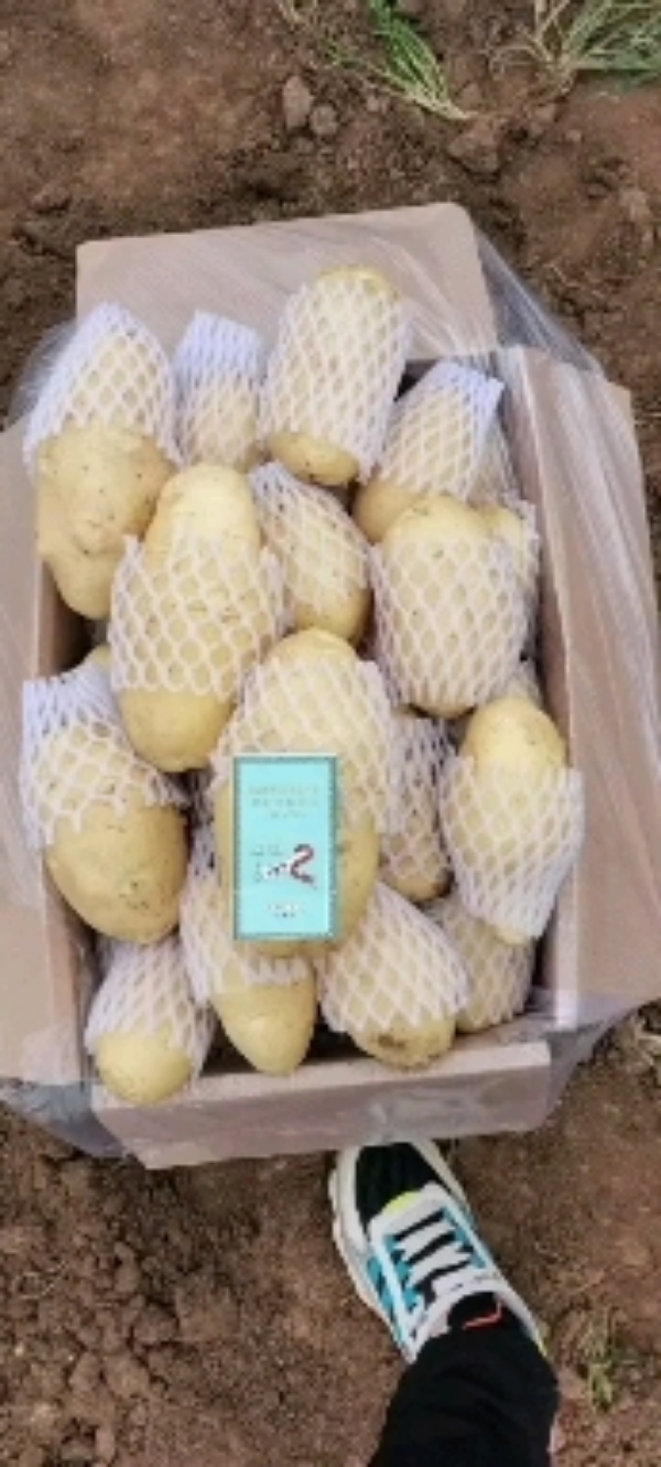 山东荷兰十五黄心土豆，面向全国一级批发市场