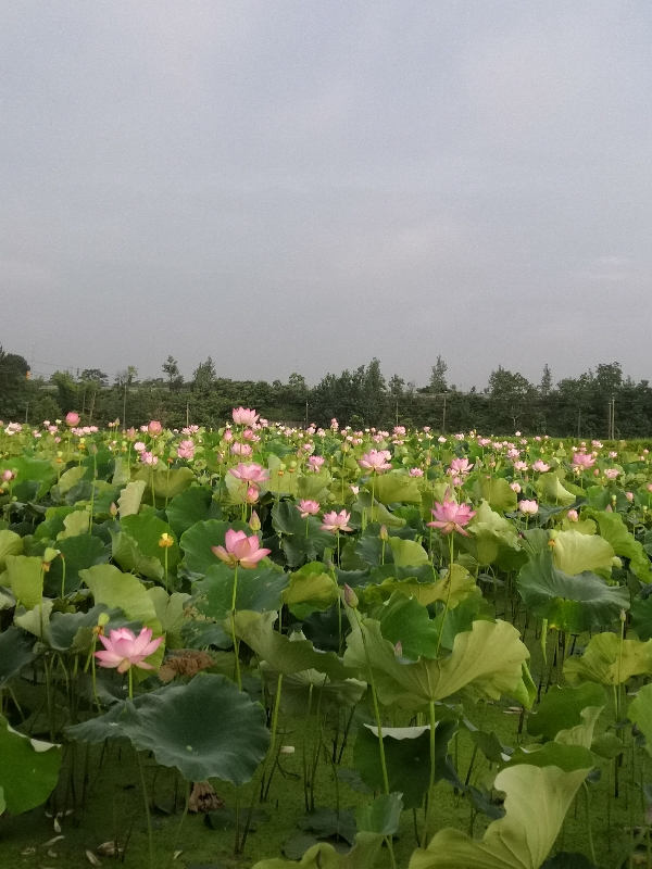江西省宁都县，长期供应，当天采摘的水果莲蓬。