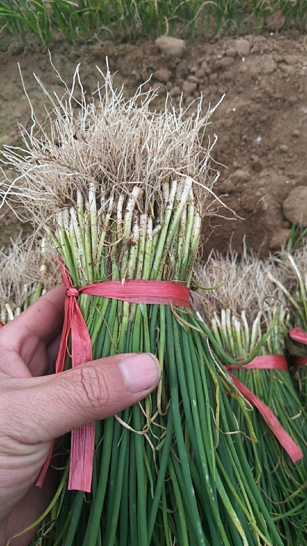 常年出售铁杆，钢葱葱苗，葱种，代育葱苗业务