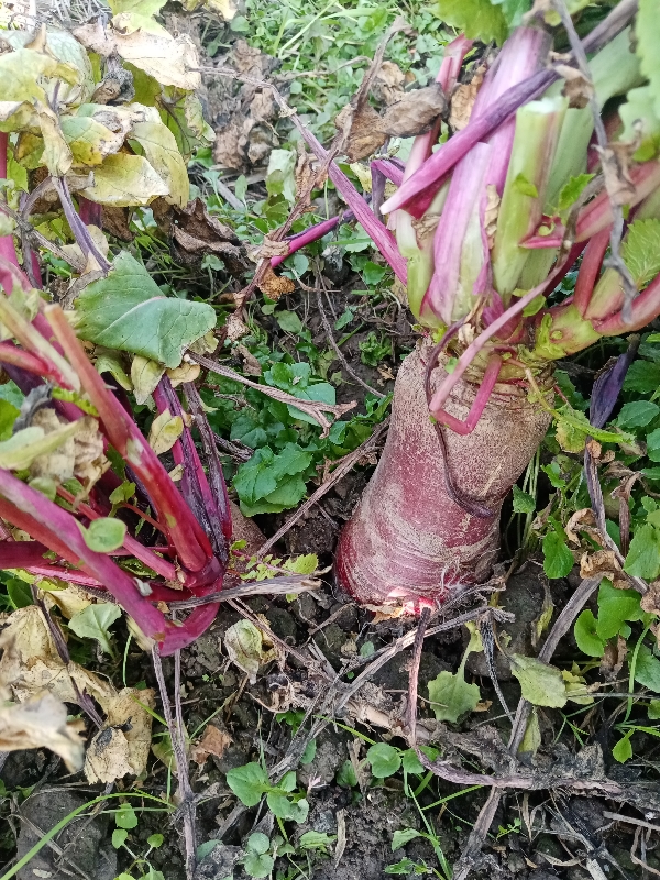 广西桂林灌阳县红心色素萝卜