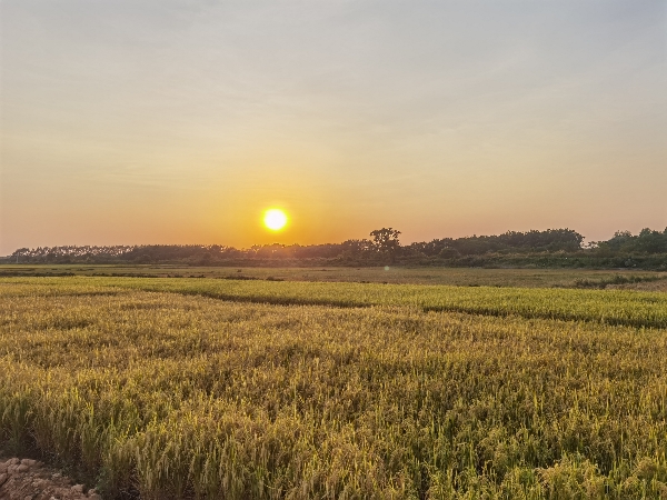 惠州自种植水稻现货20万斤，晚造南晶香占