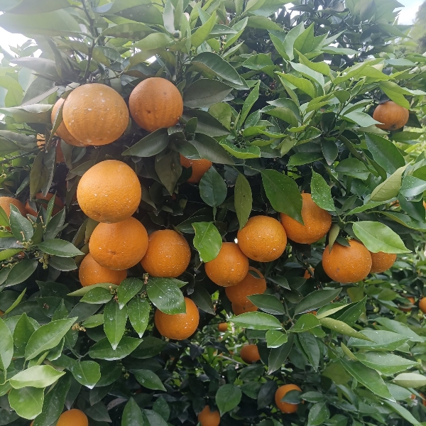 江永瑶山精品夏橙大量上市，农户一手货源，欢迎订购