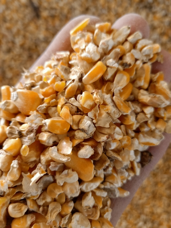 碎玉米，公司常年出售碎玉米，碎小麦，各种养殖下脚料