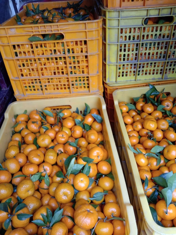 广西桂林市全州县沙糖桔货源充足价格便宜欢迎采购！