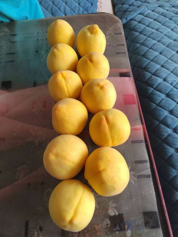 贵州省盘州市现有锦绣黄桃，乌洋芋出售