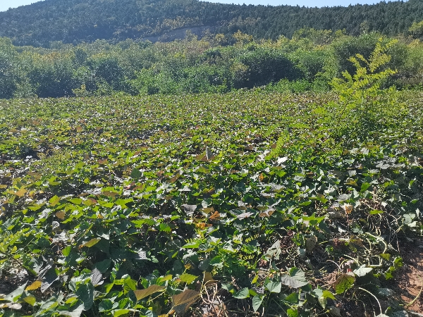 天津蓟州区，自家种植40亩，山地西瓜红，红薯。