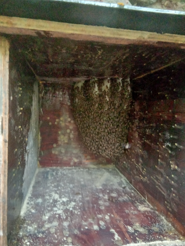 湖南省永州市道县马垒村老李，有纯天然蜂蜜出售！