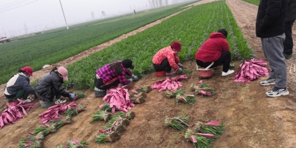 韭菜绿色食品，面积大，数量多，无残留，