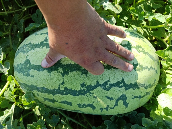 新疆昌吉西瓜🍉，