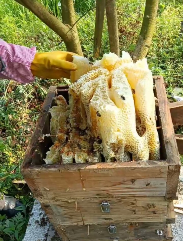土蜂蜜  中蜂 油菜花  枇杷蜜波美度43