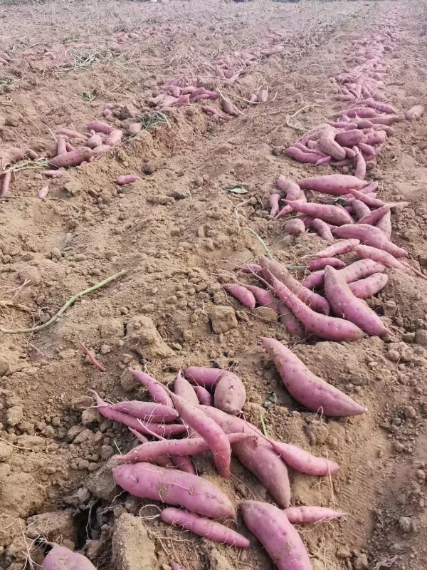 山东金手指板栗地瓜产地，自动裂开，同时肉不带筋