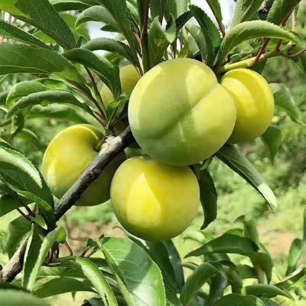 贵州四月李，蜂糖李