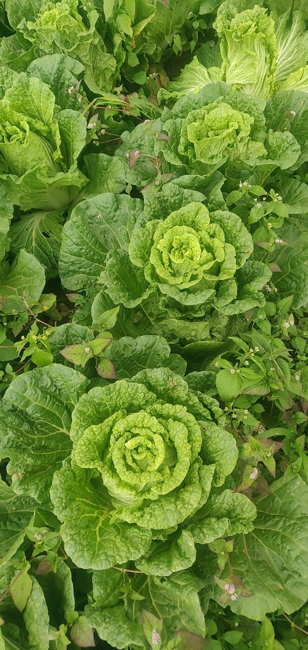 云南精品大白菜，基地直销，保证质量