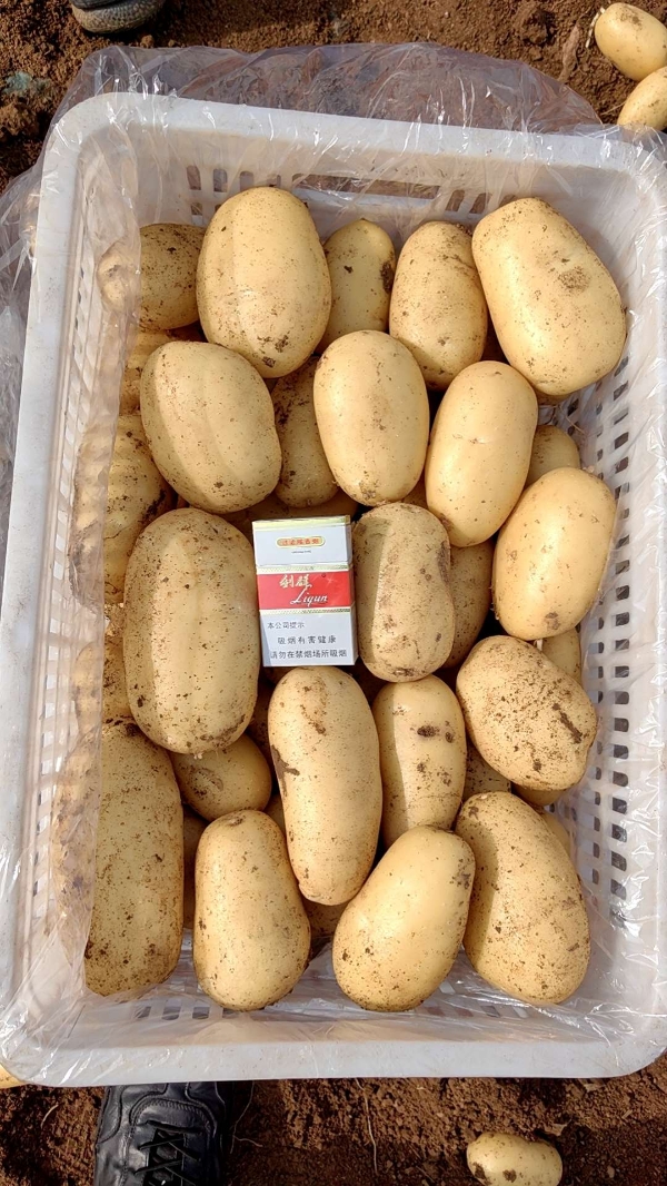土豆滕州三模精品土豆已大量上市