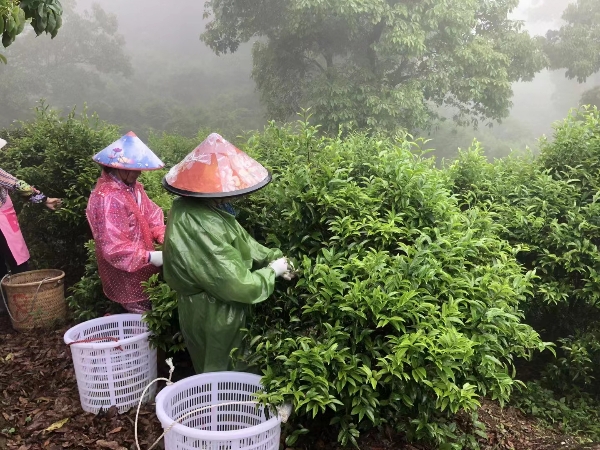 潮州凤凰单枞，茶山直销，碳火培火