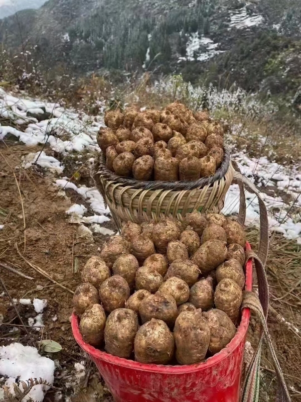 云南昭通小草坝天麻