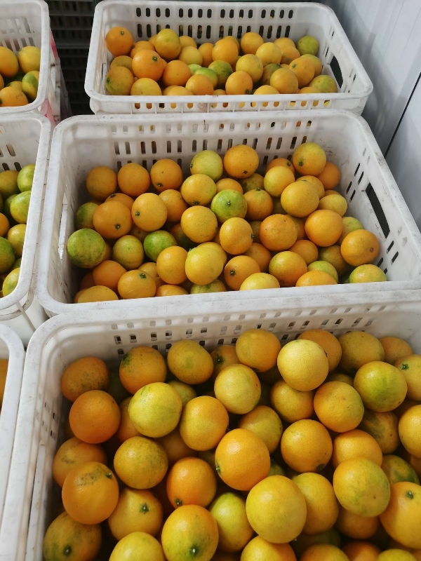 四川爱媛果冻橙60起2.2一斤。包上车包人工包框子