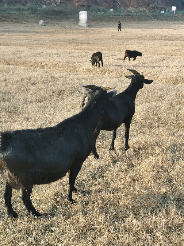 贵州威宁黑山羊散养放养羊一手货源
