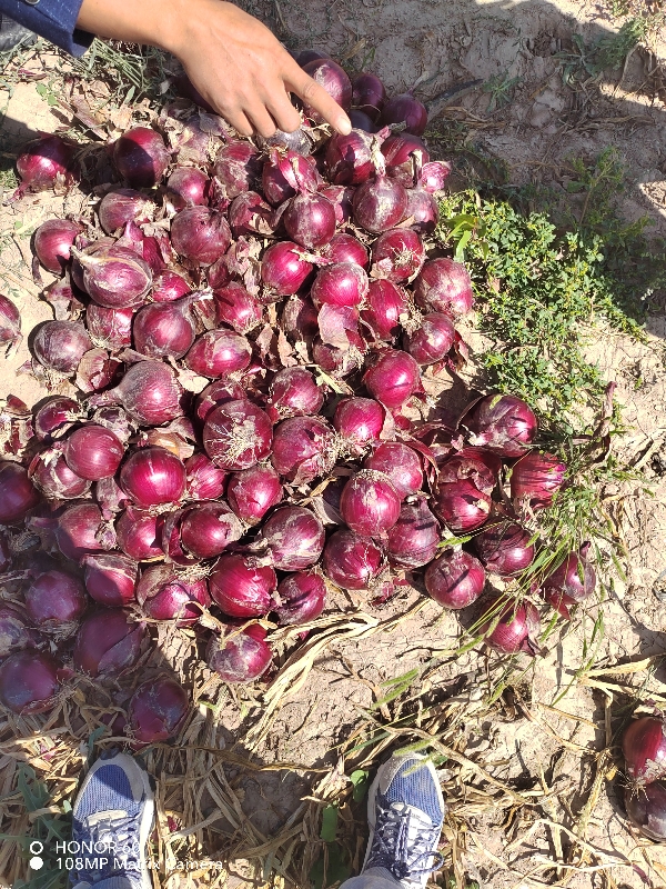 甘肃景泰产地紫皮，大红，二红洋葱