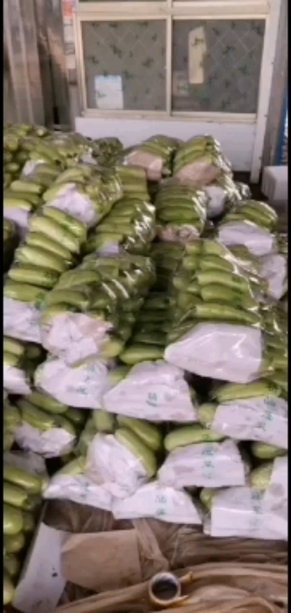 绿皮西葫芦，聊城万亩西葫芦大量供应中。