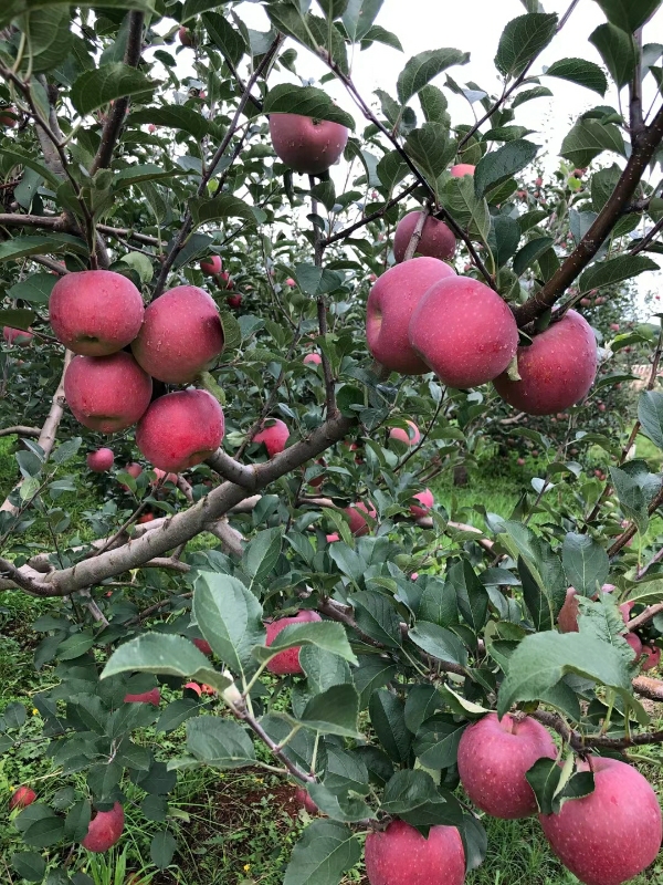 云南昭通糖心苹果