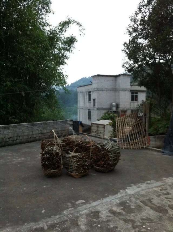 桂皮种植产地自产自销