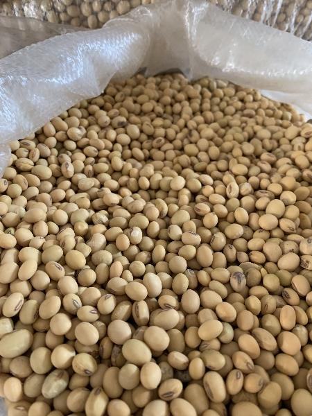 江苏南通产高品质大粒籽大豆现货150吨出售