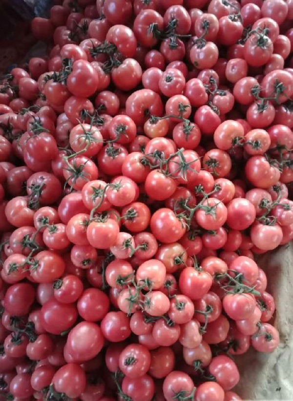 山东费县西红柿番茄产地批发价格番茄硬粉西红柿