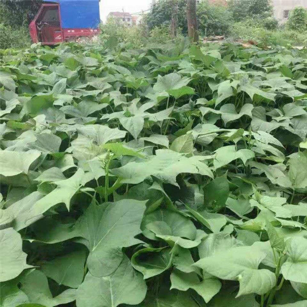 安庆市迎江区鲜摘红薯杆、红薯叶、特色当季蔬菜