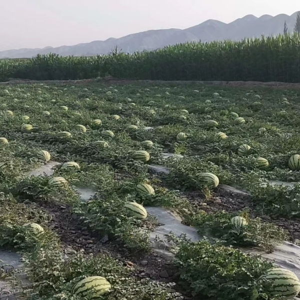 靖远旱地硒砂瓜   金花  金城品种丰富