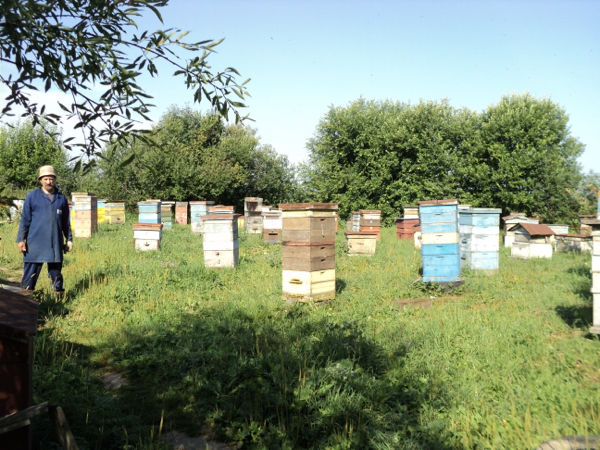 长期、大量供应俄罗斯原装进口蜂蜜 野草花蜜