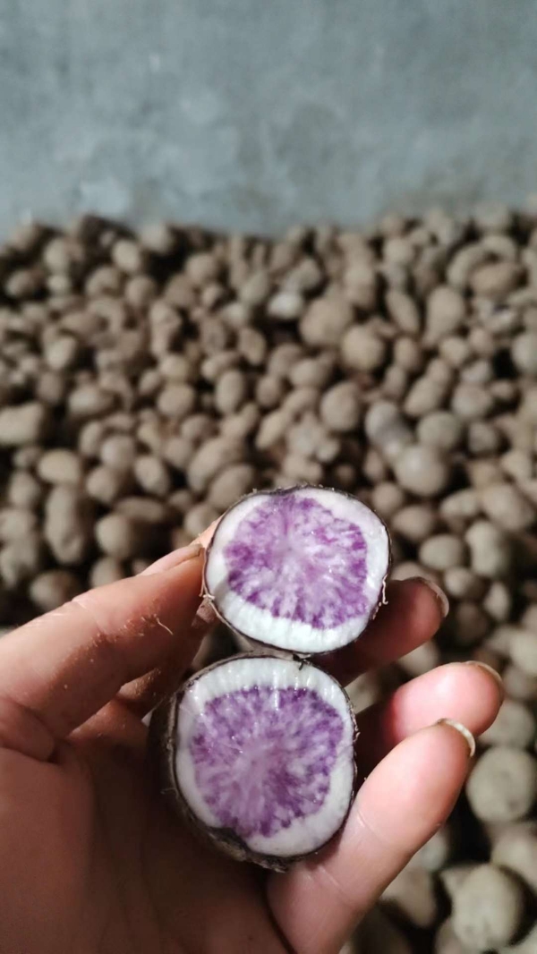 盘州市乌洋芋，又名紫洋芋，面甜香糯，己大量上市