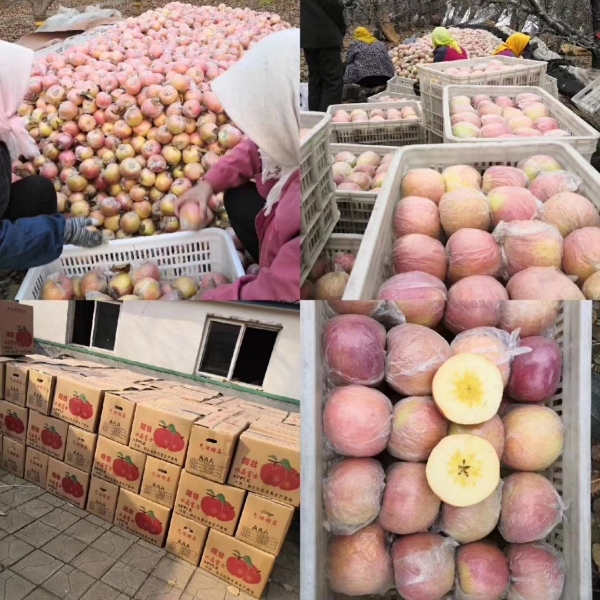 潍坊冰糖心红富士苹果种植专业合作社