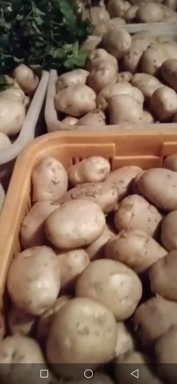 湖北云梦优质当季新鲜土豆，自产自销，欢迎洽谈！