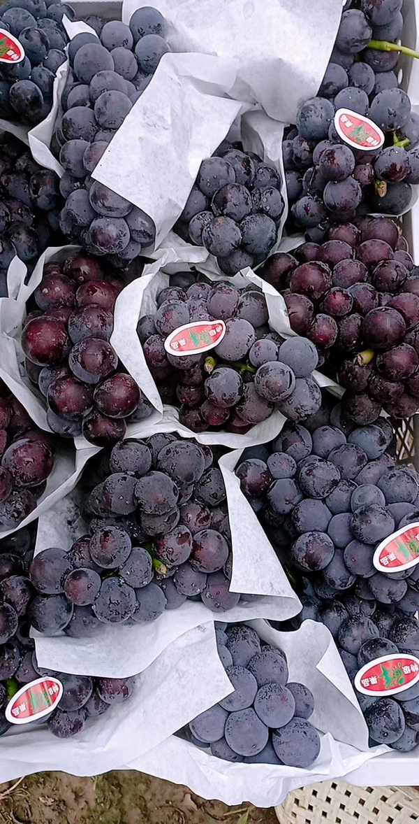 出售大量京亚葡萄巨峰葡萄各种葡萄