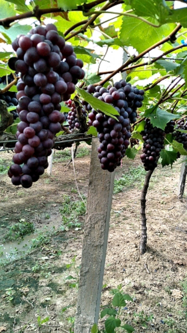 安徽夏黑葡萄大批发，刚开园果量充足，果粒饱满无色差
