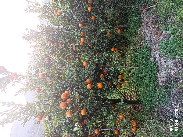 保山市芒宽大量橘子上市，现场采摘，欢迎批量采购