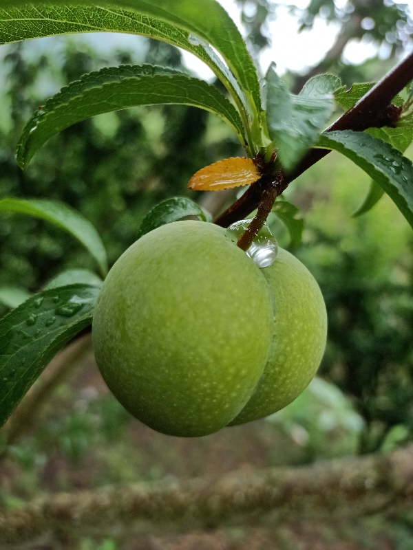 贵州六马蜂糖李，青脆李