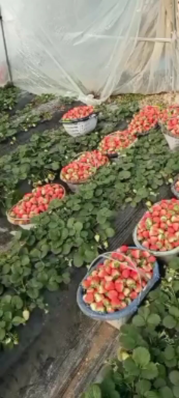 耿集万亩草莓大量上市中
