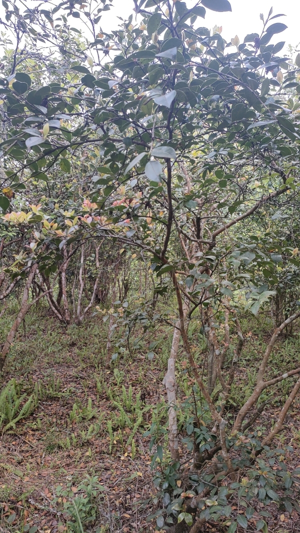 云南文山纯正山茶油