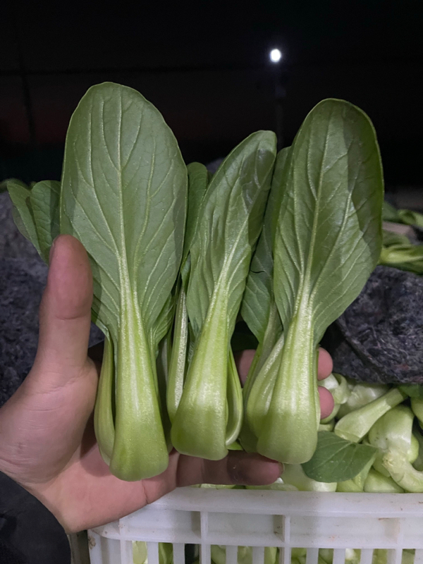 上海青，奶白菜，油麦菜，菠菜