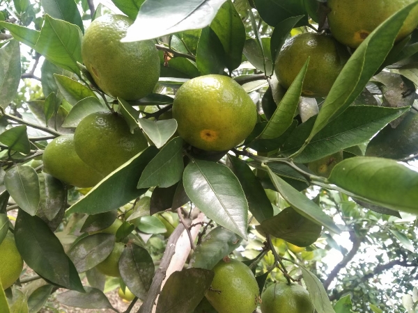 眉山特早蜜橘