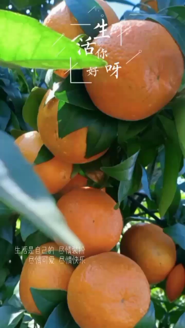 云南高山种植沃柑