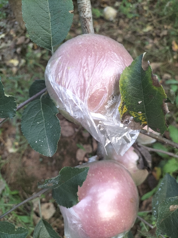 山东红富士苹果大量上市中