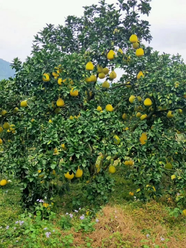 正宗江永老树香柚