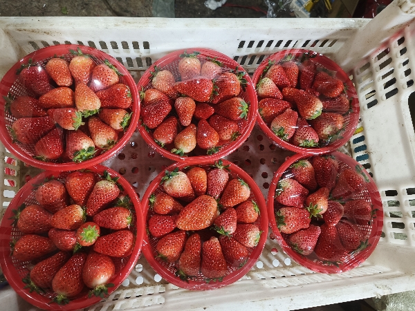 徐州奶油草莓