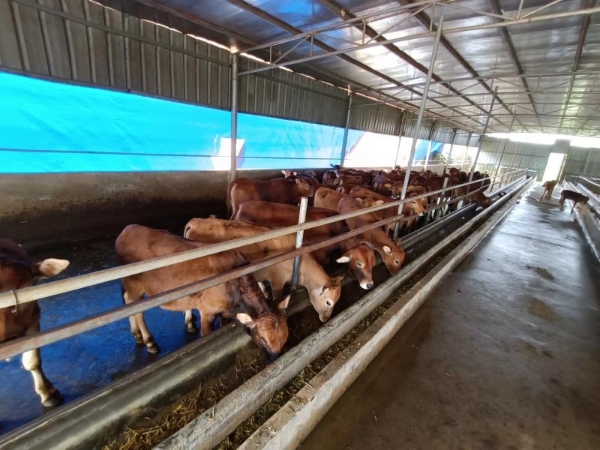 广东化州，黄牛，自有养殖场，科学养殖喂养