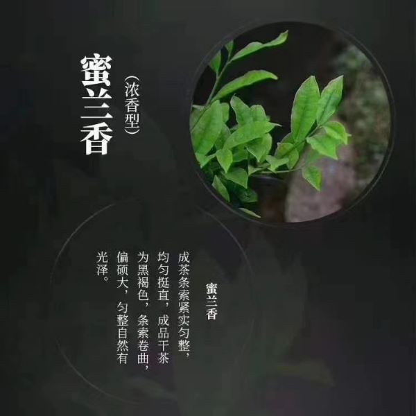 凤凰单枞蜜兰香